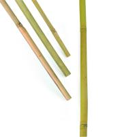 Bambukäpp